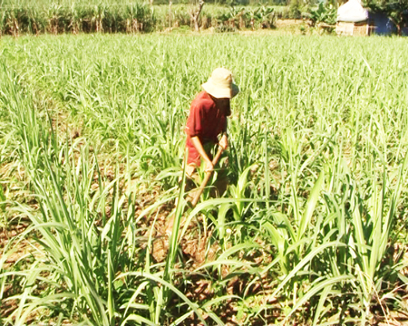 Giảm nghèo cho đồng bào dân tộc thiểu số