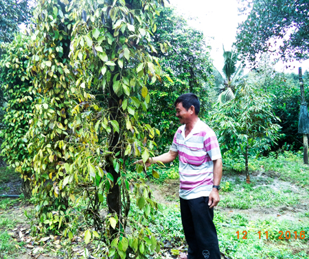 Cán bộ Trạm Bảo vệ thực vật huyện kiểm tra vườn tiêu bị bệnh  của nhà ông Phạm Hồng Tuyến