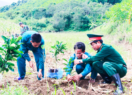 Hướng dẫn người dân trồng bưởi da xanh