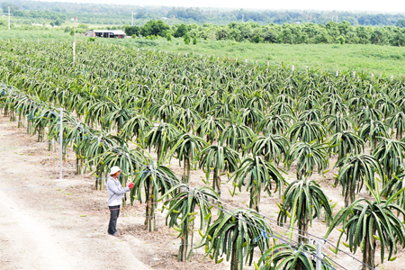 Trồng thanh long ruột đỏ ở Cam Lâm: Băn khoăn đầu ra
