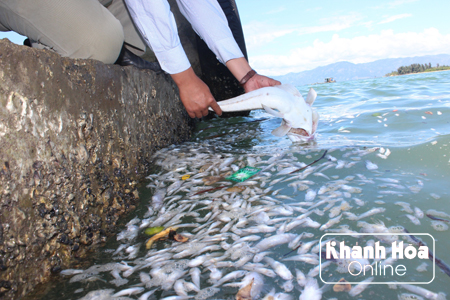 Vụ cá chết ở Vạn Ninh: Vẫn chưa xác định được nguyên nhân