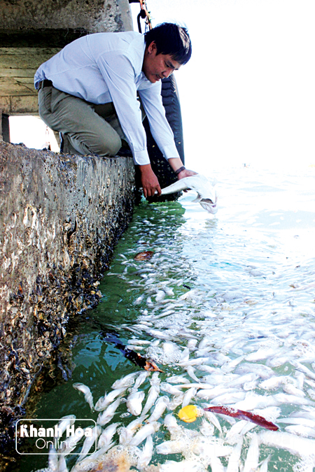 Vạn Ninh: Cá chết trắng ở vũng Sim
