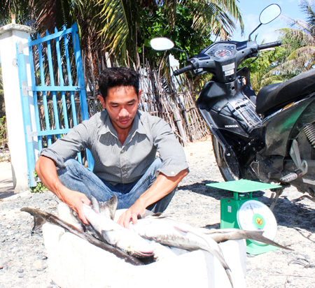 Cá chết ở Vạn Ninh: Do tảo gây hại