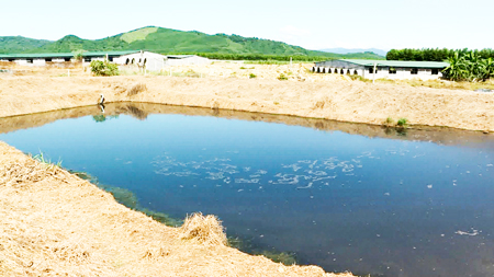 Hồ chứa không lót bạt ở trại nuôi heo của gia đình bà Nga