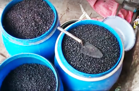 Dùng đậu nành chế biến thành cà phê