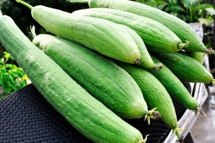 Mướp hương - Vị thuốc đa năng