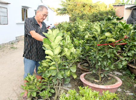 Diên Thạnh: Bưởi cảnh, cúc Tết thất bát