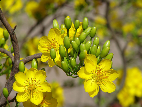 Chuẩn bị các điều kiện cho nhân dân đón Tết