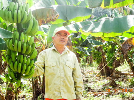 Cựu chiến binh Lê Đăng Thung bên vườn chuối