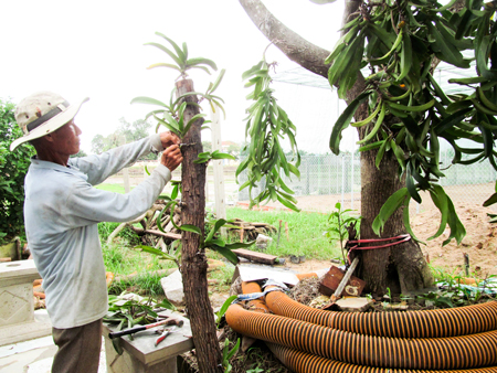 Xã Ninh Quang: Nhân rộng mô hình sản xuất hiệu quả