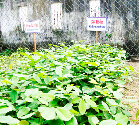 Bảo tồn thành công các loài cây đặc hữu