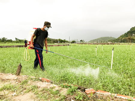 Ninh Hòa: Người trồng tỏi thiệt hại
