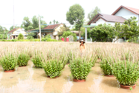 Nhiều chậu cúc của gia đình bà Nguyễn Thị Minh ngập nước