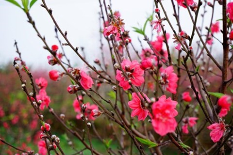 Chỉ thị của Ban Bí thư về việc tổ chức Tết năm 2017