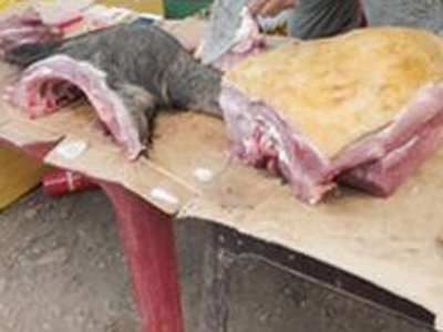 Cần ngăn chặn nạn tiêu thụ thịt thú rừng