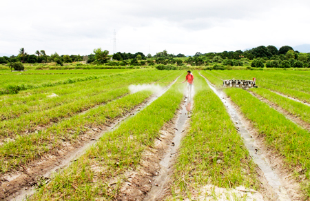 Mất mùa kiệu Tết