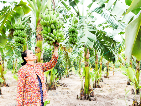 Cam Lâm: Nhân rộng mô hình trồng chuối mốc cấy mô