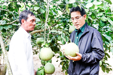 Khánh Vĩnh: Nâng tầm cho cây bưởi da xanh