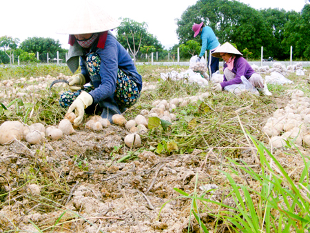 Nông dân thu hoạch sắn nước