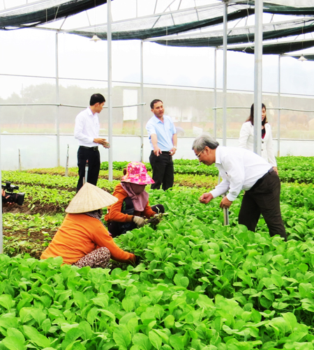 Đoàn kiểm tra tại vùng rau an toàn Ninh Đông