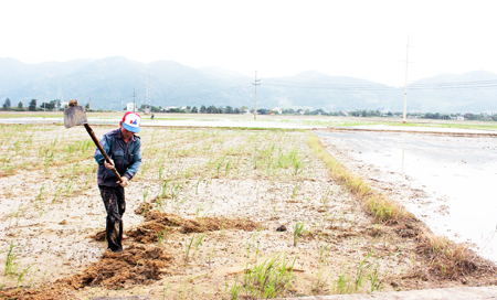 Nông dân xã Diên Thạnh đang khắc phục diện tích ruộng bị cát vùi lấp
