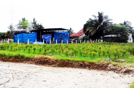 Các lò than của ông Hương (ảnh lớn), của ông Hòa, ông Nhật (ảnh nhỏ) nằm trong khu dân cư và chỉ cách nhau khoảng 100m