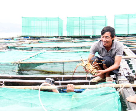 Bumper crop of lobsters in Cam Binh