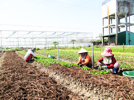 Phát triển hợp tác xã kiểu mới