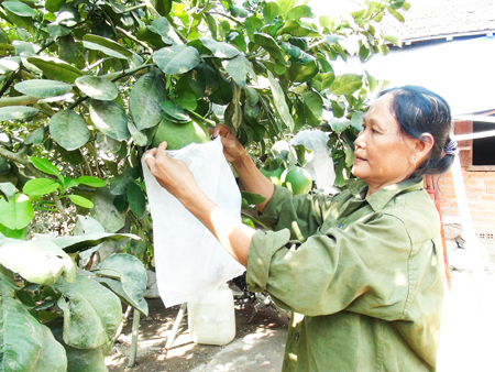 Nguồn vốn tín dụng chính sách đã tạo điều kiện cho nhiều hộ vay vốn đầu tư trồng trọt đem lại hiệu quả kinh tế cao