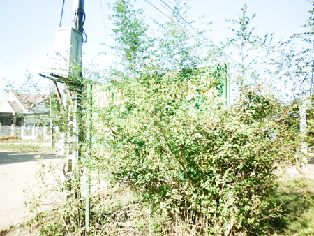 Bảng tuyên truyền bị che khuất