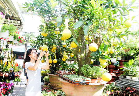 Thị trường hoa, cây cảnh Tết: Bắt đầu nhộn nhịp