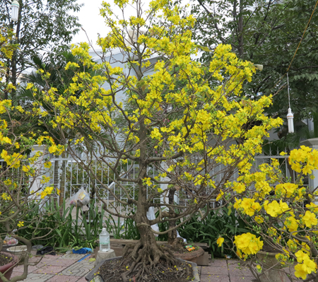 Vietnam Airlines vận chuyển đào, mai dịp Tết