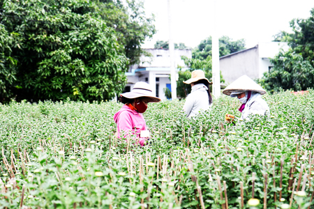  Người dân xã Cam Hải Tây (huyện Cam Lâm) tích cực chăm cúc trước khi xuất hàng