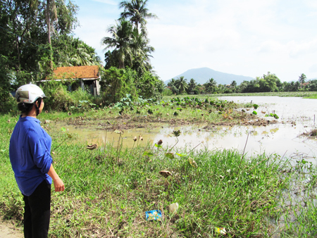 Nhiều diện tích sen tại thôn Phước Lý (xã Ninh Bình) chỉ còn là đồng trắng