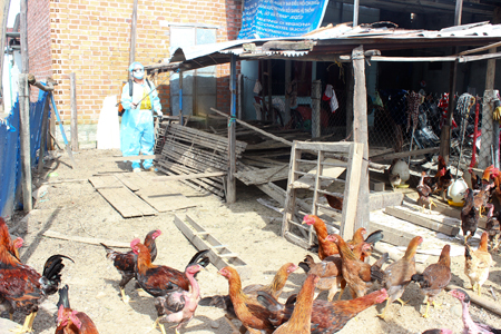 Một hộ chăn nuôi ở xã Diên Điền phun thuốc khử trùng chuồng nuôi