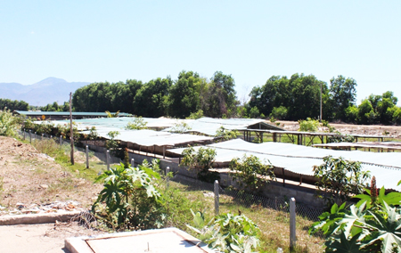 Ồ ạt xây dựng trái phép trên đất dự án