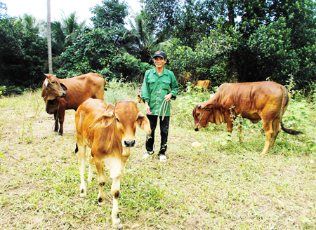 Cựu chiến binh Nguyễn Ngọc Chiêu chăm sóc đàn bò