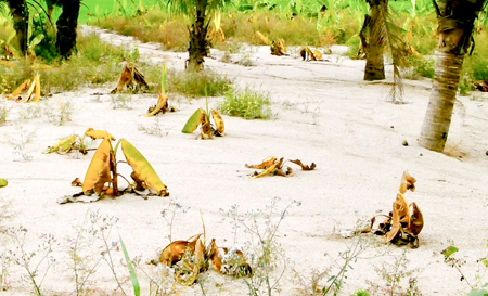 Khai thác đá làm hư hại hoa màu