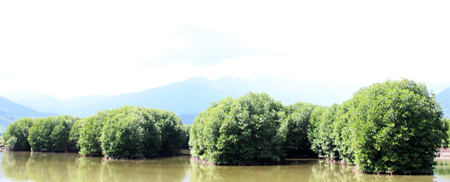 Vành đai xanh của làng biển