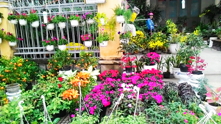 Gom nhớ vào Tết