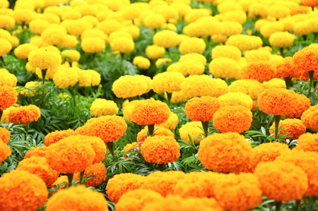 Hoa vạn thọ với Tết quê nhà