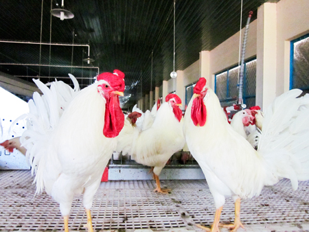 Gà  Novo White được nuôi dưỡng ở Trại chăn nuôi Suối Dầu để lấy trứng gà có phôi sản xuất vắc xin