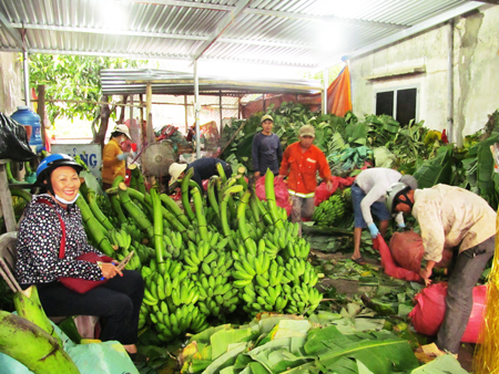 Chuẩn bị đưa chuối đi các tỉnh miền Trung tại một vựa chuối ở Khánh Thành Bắc