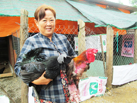 Các giống gà mới đem lại thu nhập cao cho bà Hoa