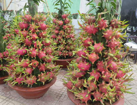 Dragon fruit trees with 68 fruits from Tien Giang, sold at VND4 million per tree. Reportedly, number 68 symbolizes prosperity, fortune and success. 
