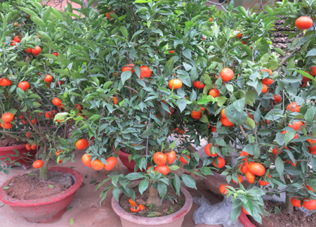 “Canh” orange plants (from Hung Yen Province) are sold for VND2-4 million per plant in front of Khanh Hoa Provincial Children’s House. 