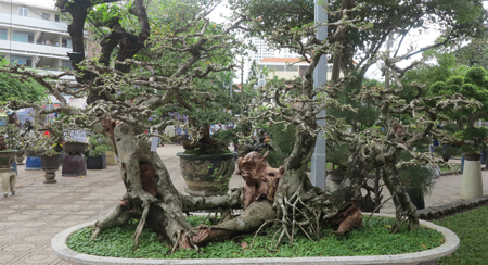 Dạo phố ngắm cây kiểng &quot;cao niên&quot;