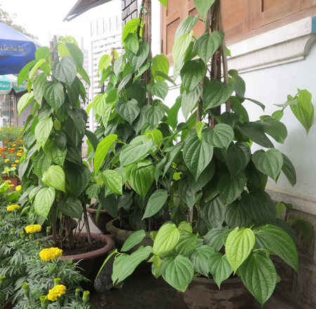 Nét quê trong bức tranh xuân