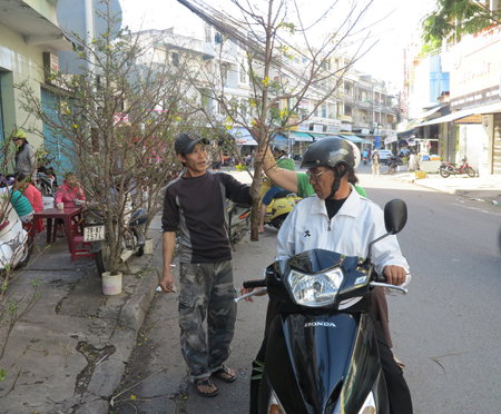 Mai cành rộn ràng chờ khách mua