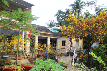 Ngắm mai nở rộ trên đường làng đầu xuân